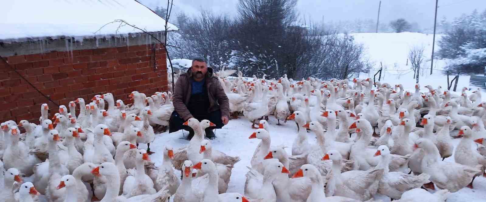 Ordu’nun Kumru ilçesinde kaz