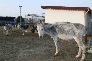 GÜÇTEN DÜŞMÜŞ BİNEK HAYVANLARI KORUMA ALTINA ALINDI