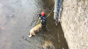 BOLAMAN ÇAYIN’A DÜŞEN KÖPEĞİ İTFAİYE EİPLERİ KURTARDI