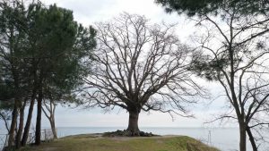 140 YILLIK IHLAMUR AĞACI “ANIT AĞAÇ” OLDU