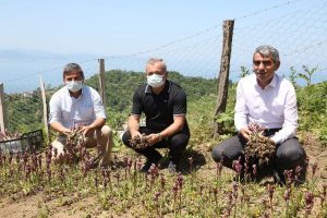 ORDU’DA SALEP HASADI BAŞLADI