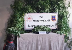 ÜNYE’DE İL JANDARMA’DAN UYUSTURUCU OPERASYONU