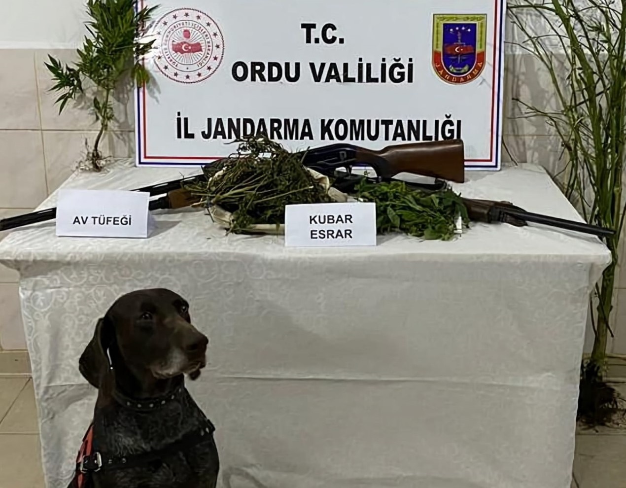 Ordu İl Jandarma Komutanlığınca,