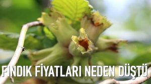 FINDIK FİTYATLARI DÜŞÜŞE GEÇTİ