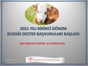 BİRİNCİ DÖNEM BUZAĞI DESTEK ÖDEME BAŞVURULARI BAŞLADI