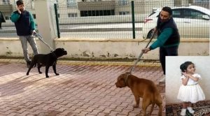 PİTBULL CİNSİ KÖPEKLERİN SALDIRDIĞI ÇOCUK YARALANDI