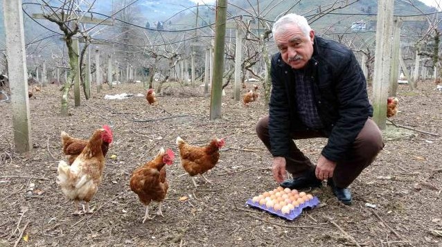 Ordu Yumurta Üreticileri Derneği