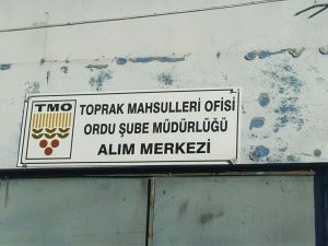 TMO FINDIK ALIMINI DURDURDU BUNDAN SONRAKİ SÜREÇ MERAK KONUSU