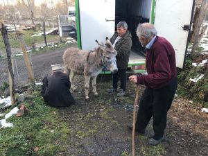 SOĞUKTAN VE AÇLIKTAN BİTKİN DÜŞMÜŞ EŞEĞE ÜNYE BELEDİYESİ’NDEN ŞEFKAT ELİ