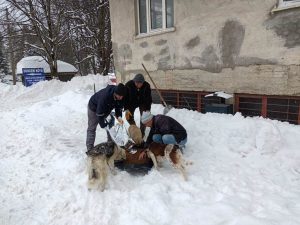 BÜYÜKŞEHİRDEN SOKAK HAYVANLARINA MAMA DESTEĞİ