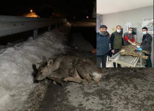 ORDU’DA YARALANAN  GEBE KARACA KORUMA ALTINA ALINDI