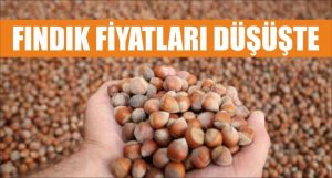 FINDIK FİYATLARI DÜŞÜŞTE