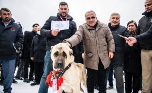 ÇOBAN VE AV KÖPEKLERİ “EN GÜZEL” OLMAK İÇİN YARIŞTI