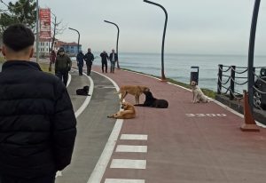 ORDU’DA GENELGEYE UYULUYOR MU ?