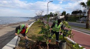 ORDU’NUN PARK VE YEŞİL ALANLARI NARENCİYE BAHÇESİNE DÖNÜŞÜYOR