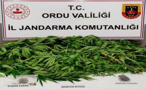 ORDU’DA UYUŞTURUCU OPERASYONU