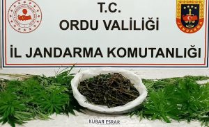 ORDU’DA UYUŞTURUCU OPERASYONU