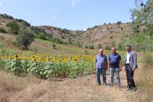 FINDIK DİYARI ORDU’DA AYÇİÇEĞİ ÜRETİLİYOR