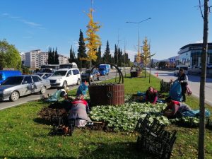 ORDU’DA KIŞ ÇİÇEKLERİ AÇACAK