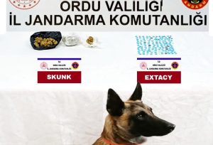 ÜNYE’DE UYUŞTURUCU OPERASYONU