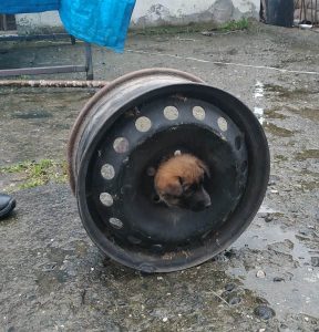 YAVRU KÖPEK BAŞINI JANTA SIKIŞTIRDI