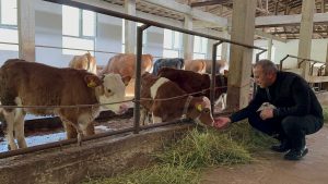 Vali Sonel, Çamaş İlçemizdeki Büyükbaş Hayvancılık İşletmesini Ziyaret Etti