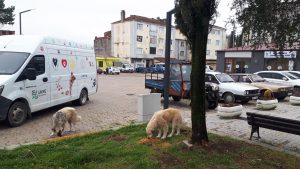 ÜNYE BELEDİYESİ’NDEN SOKAK HAYVANLARINA YENİ BARINAKLAR