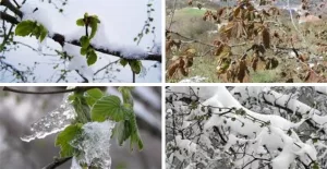 METEOROLOJİ’DEN ZİRAİ DON UYARISI