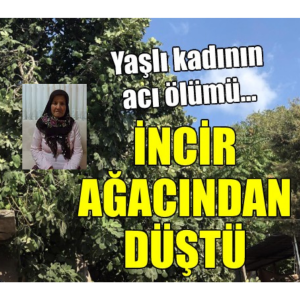 Ordu’da İncir Ağacından Düşen Kadın Hayatını Kaybetti