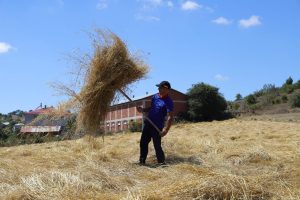 ORDU’DA SİYEZ BUĞDAY HASADI SEVİNDİRDİ