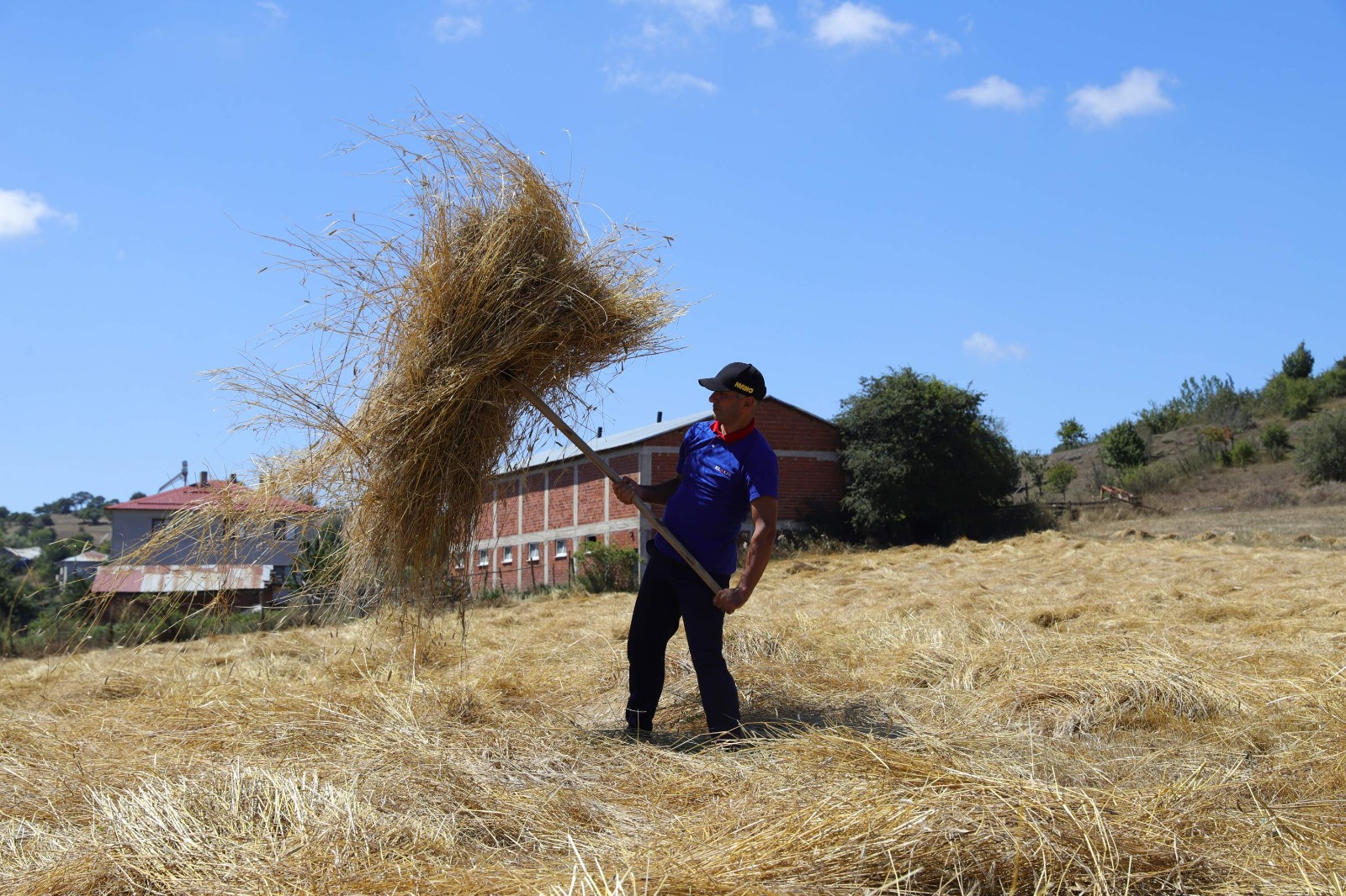 ORDU’DA SİYEZ BUĞDAY HASADI